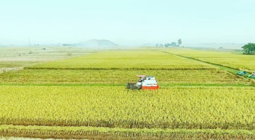 Vùng sản xuất lúa giống của HTX Quỳ Chử xã Hoằng Quỳ.jpg