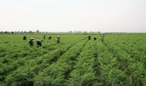 4. Vùng sản xuất cà rốt xuất khẩu tại các xã Hoằng Đạo, Hoằng Thành và Hoằng Lưu.jpg