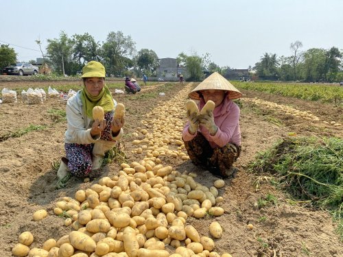 1. Nông dân Hoằng Đông phấn khởi vì khoai tây Marabel được mùa được giá.jpg