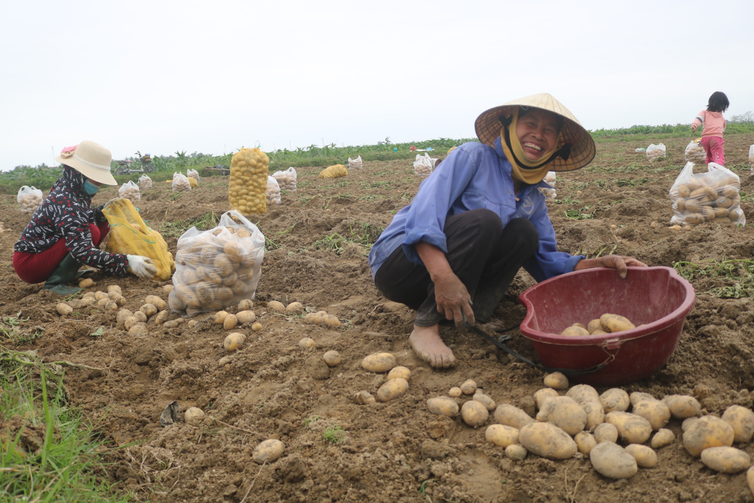 Nông dân Hoằng Thắng phấn khởi thu hoạch Khoai tây Đông xuân 2022