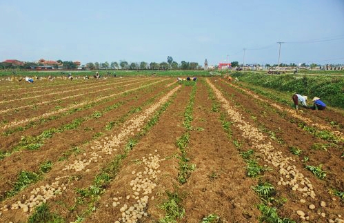 Tích tụ đất, liên kết sản xuất khoai tây ở Hoằng Đông.jpg