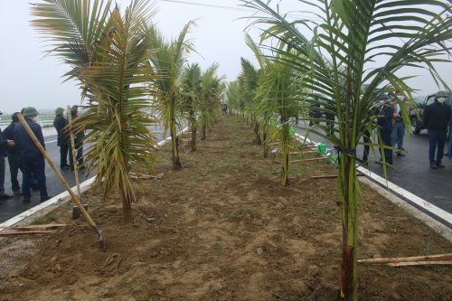 8. Hàng trăm cây dừa đã nhanh chóng được trồng dài trên đoạn đường Thịnh - Đông.jpg