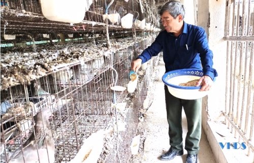 Kỹ thuật chăn nuôi chim Bồ Câu   Bồ Câu Việt Nam 