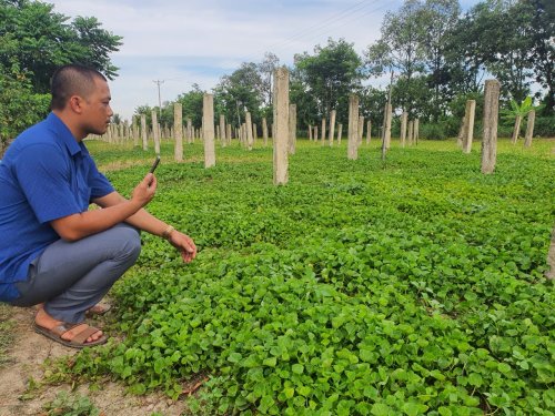 Quyết tâm chuyển đổi canh tác một HTX ở Ninh Bình lãi lớn nhờ trồng rau má  sạch